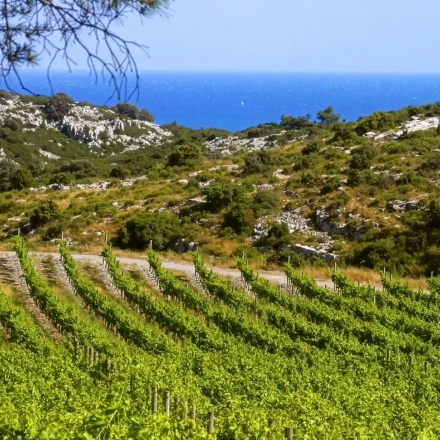 Vignobles et dégustation